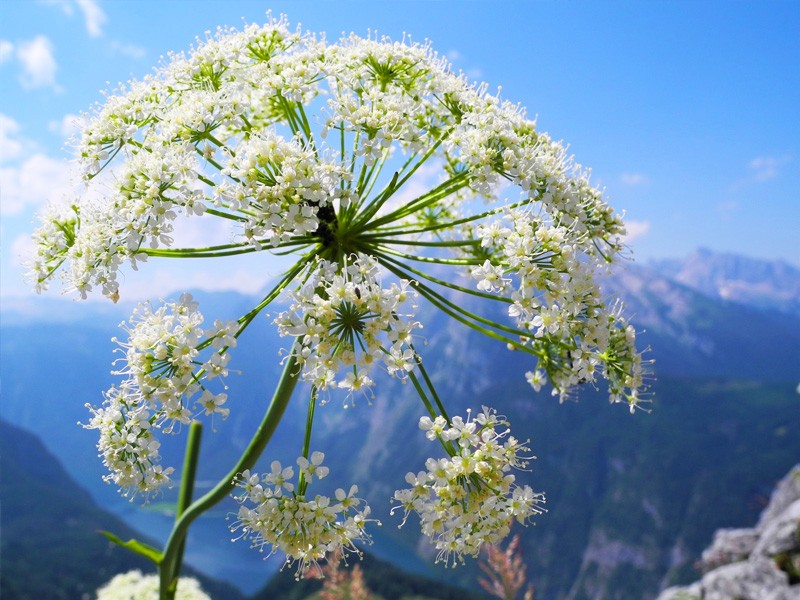 Wiesenkerbel auf dem Jenner