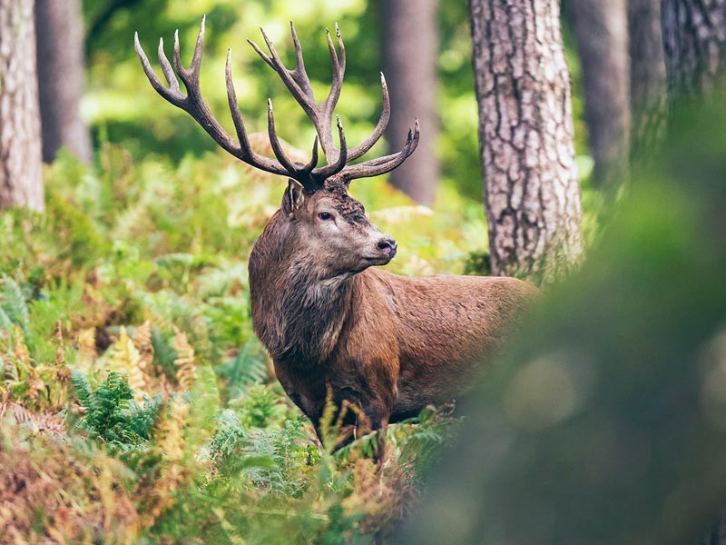 Hirsch in Berchtesgaden Wldern