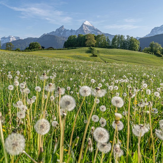 Watzmann im Frhjahr mit Lwenzahn