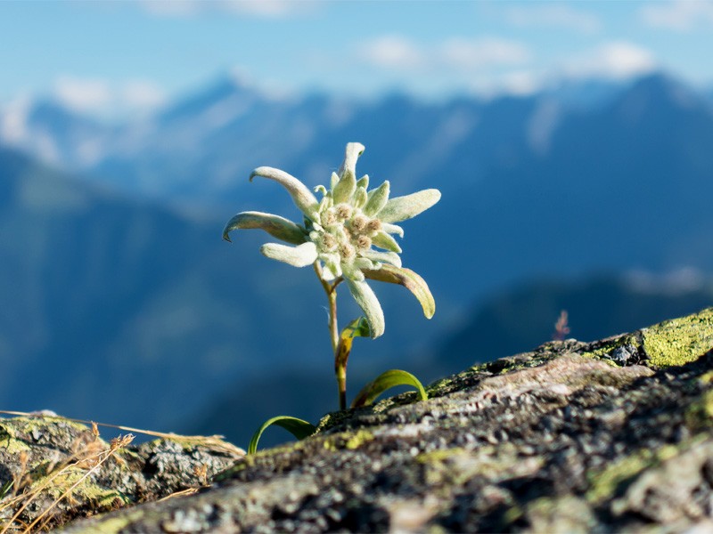 Edelwei mit Bergpanorama im Nationalpark