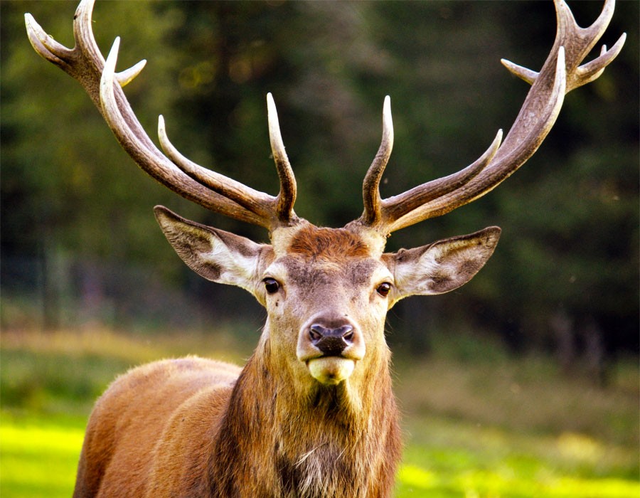 Rothirsch im Alpennationalpark
