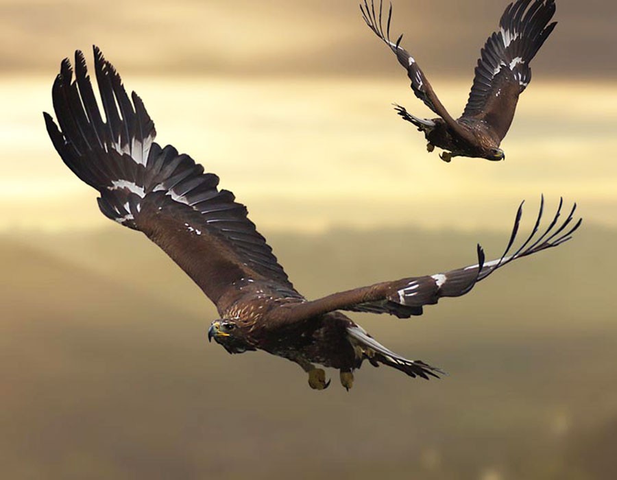 Steinadler in den Alpen