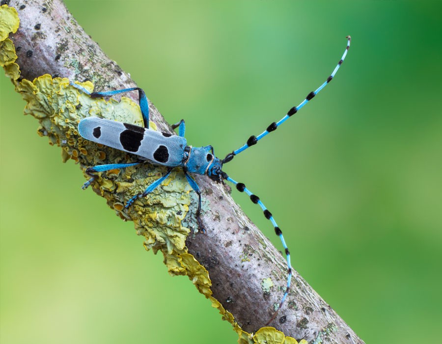 Alpenbockkfer im Alpennationalpark