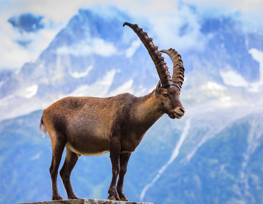 Steinbock in den Bayerischen Alpen