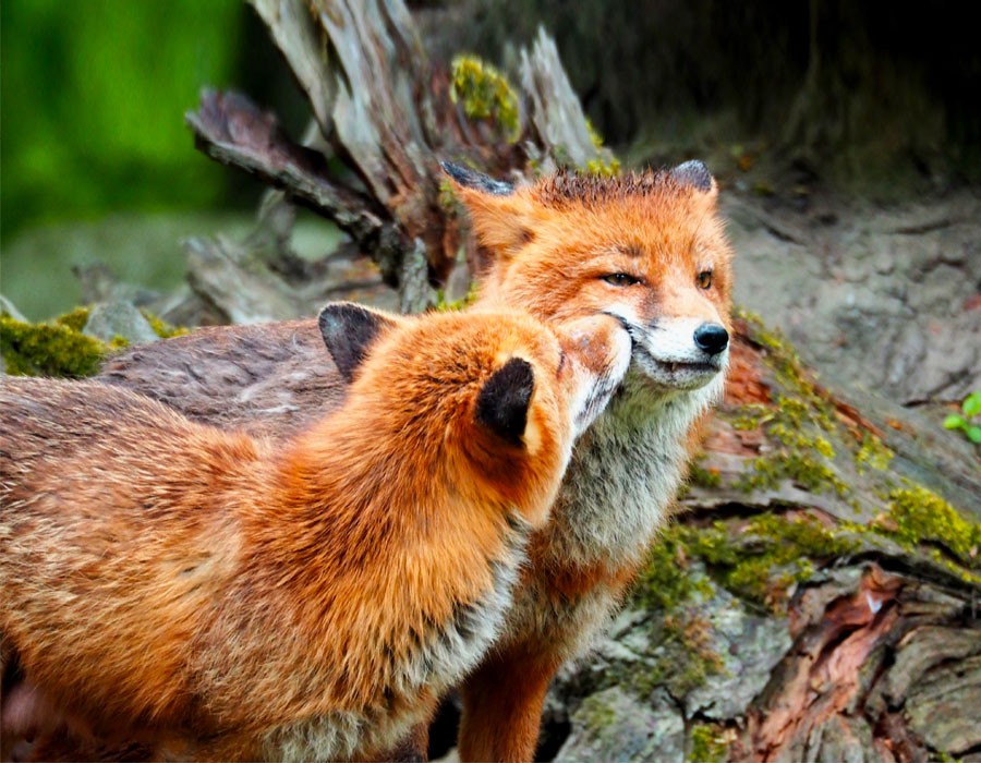 Rotfchse im Nationalpark Berchtesgaden