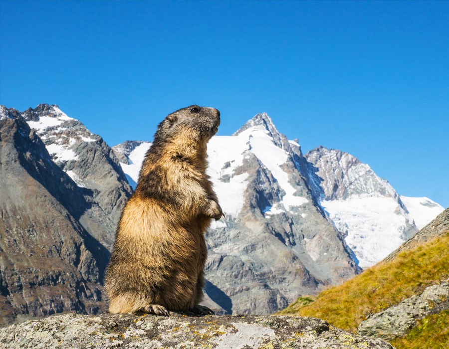 Murmeltier in den Alpen