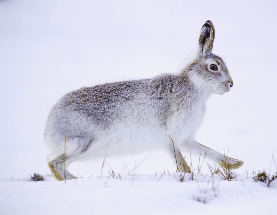 Alpenschneehase im verschneiten Nationalpark