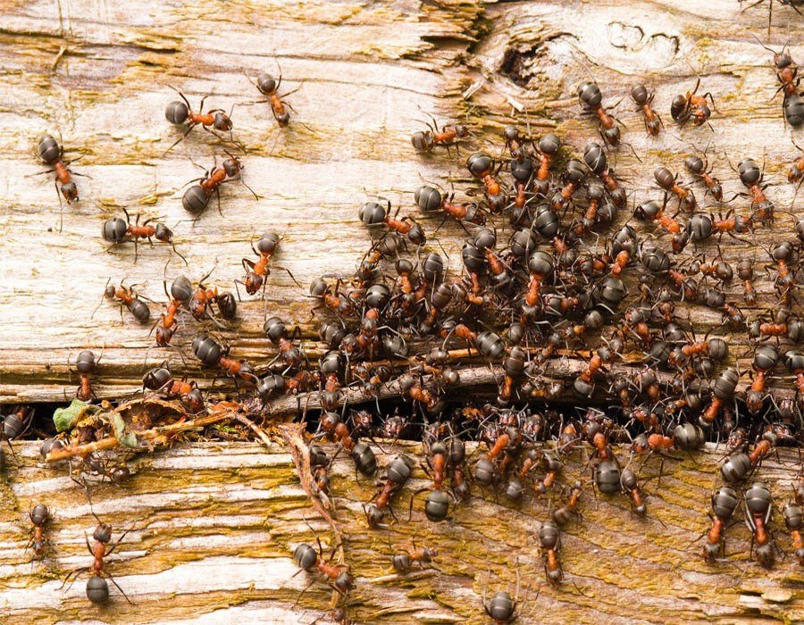 Rote Waldameisen fleiig bei der Arbeit