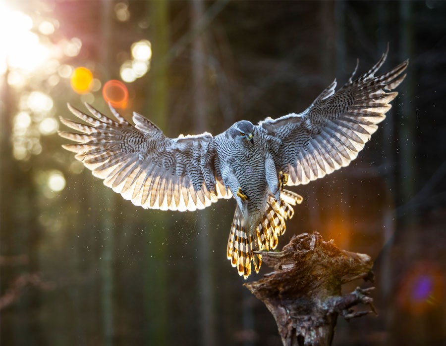 Habicht im Nationalpark Berchtesgaden