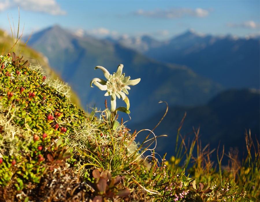 Edelwei im Berchtesgadener Land