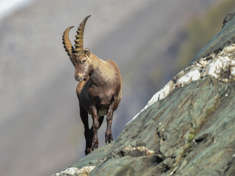 Steinbock im Nationalpark Berchtesgaden