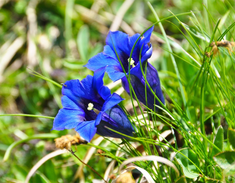 Stngelloser Kalk-Enzian im Berchtesgadener Nationalpark