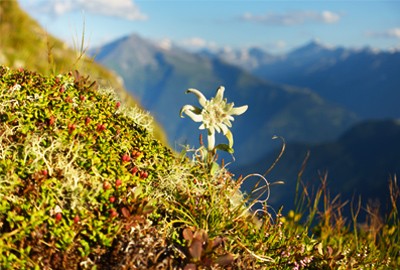 Pflanzen im Nationalpark