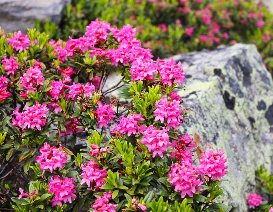 Alpenrose im Alpennationalpark