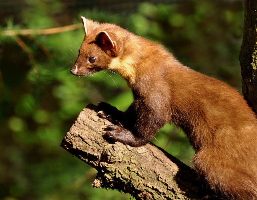 Baummader im Alpennationalpark
