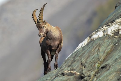 Tiere im Nationalpark