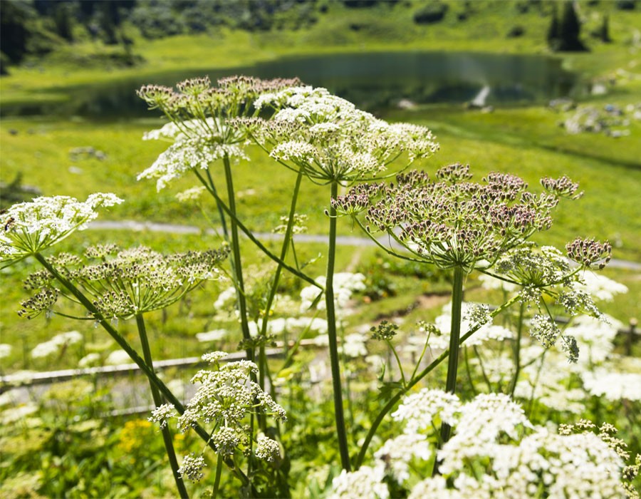 Brenklau im Berchtesgadener Nationalpark