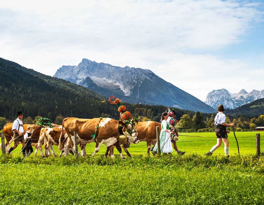 Leitkhe tragen Fuiklschmuck beim Almabtrieb am Knigssee 