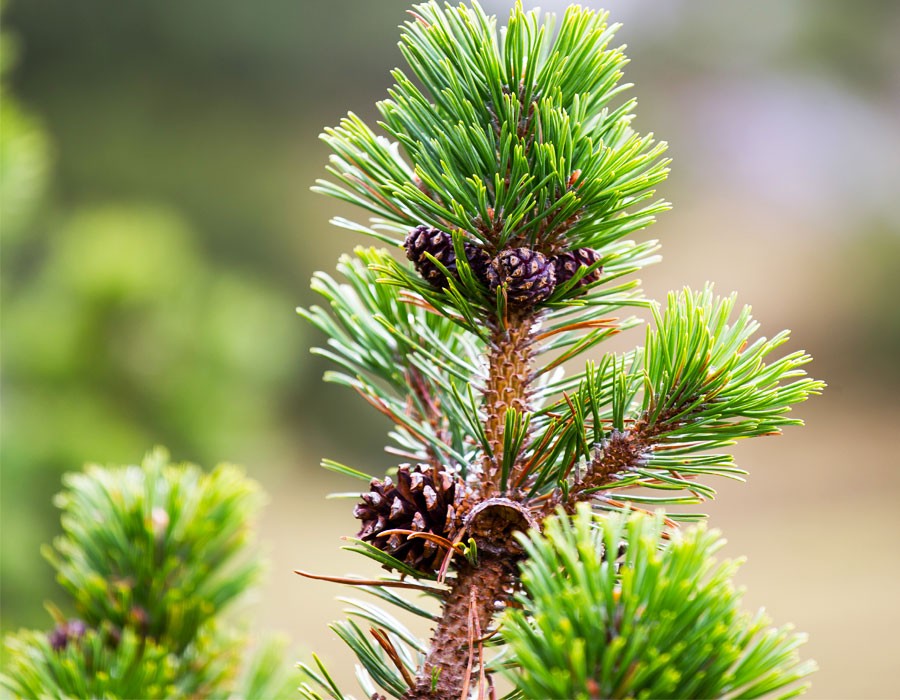 Spitze eines Zirbenbaums in Berchtesgaden