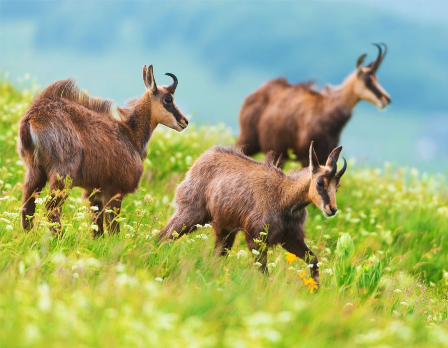 Gmse im den Berchtesgadener Alpen