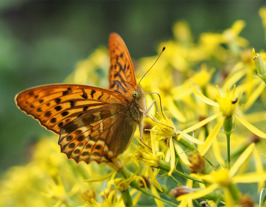 Der Kaisermantel Schmetterling