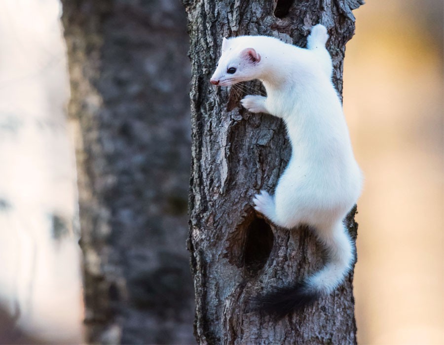 Hermelin im Nationalpark