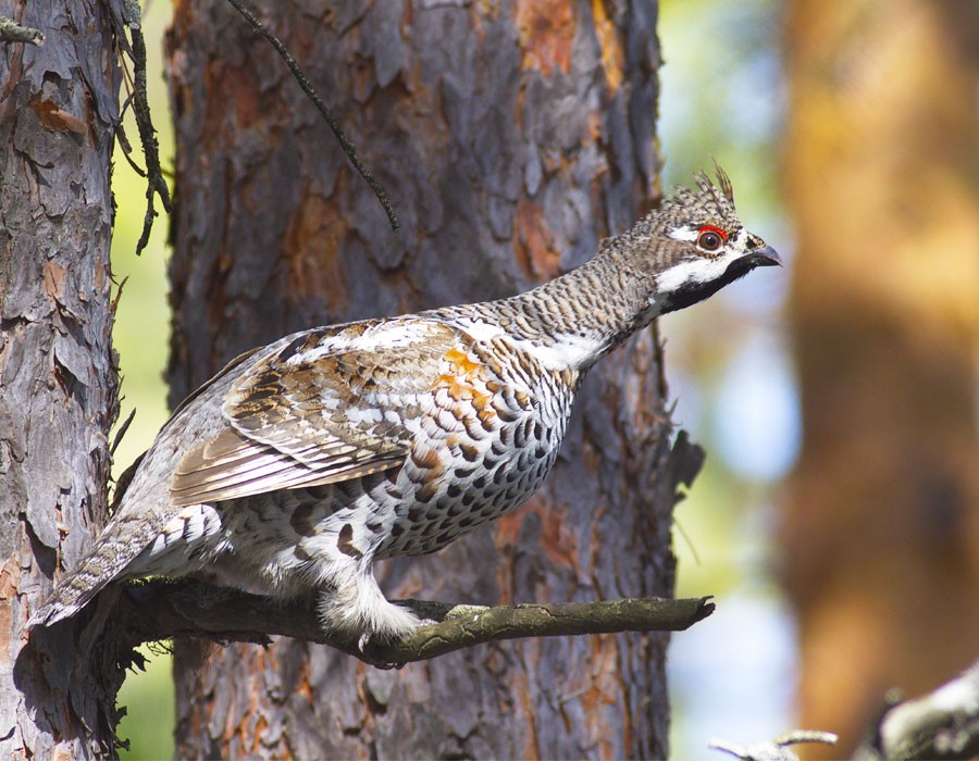 Haselhuhn im Alpenschutzgebiet