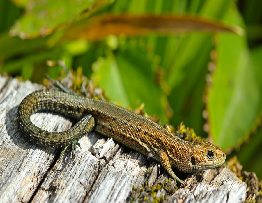 Bergeidechse im Alpennationalpark