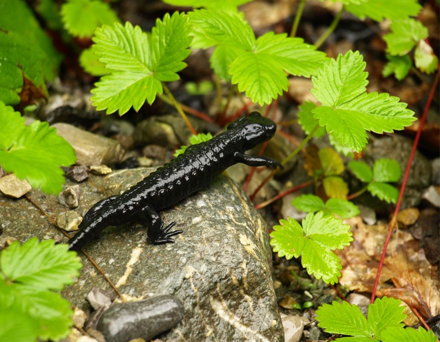 Alpensalamanda im Nationalpark