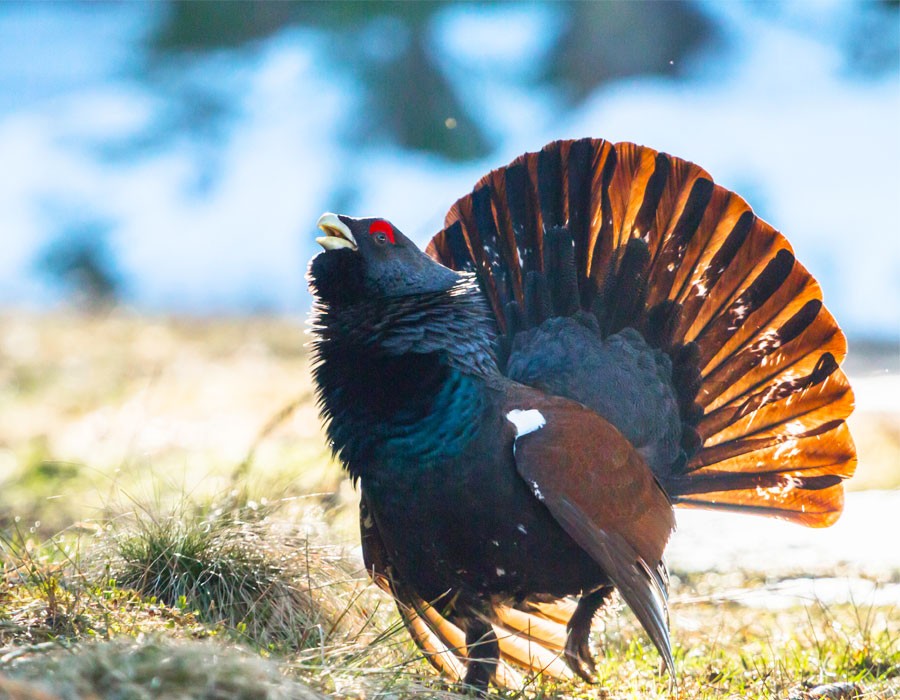 Auerhahn beim Balzruf im alpinen Schutzgebiet
