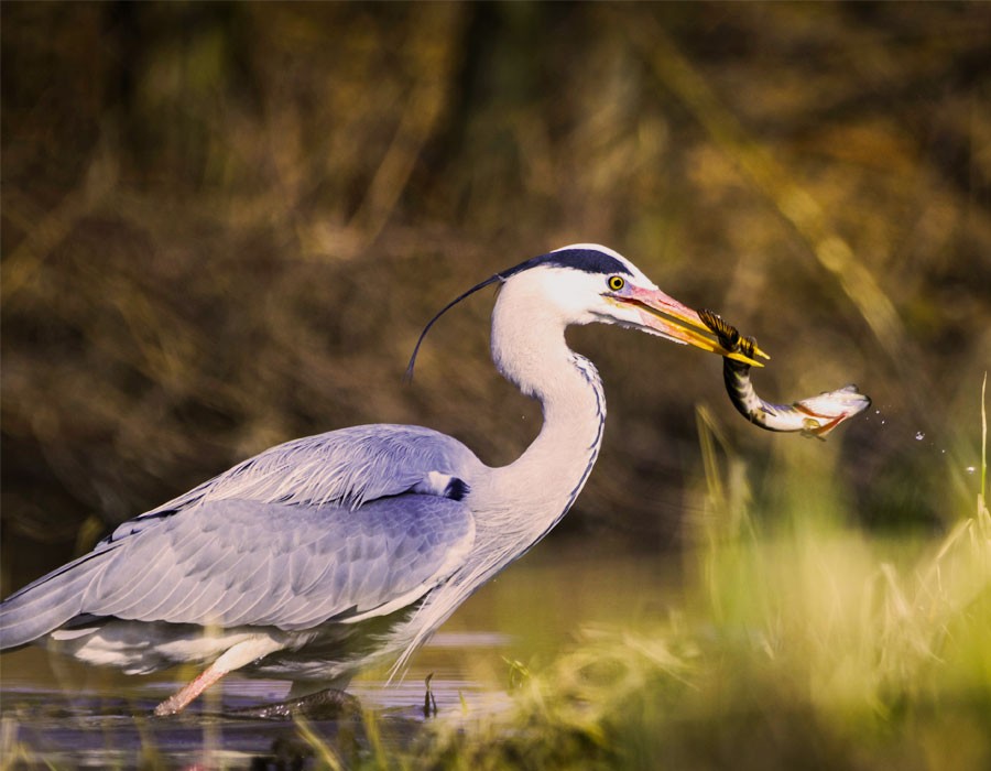 Fischreiher beim Fischfang im Alpennationalpark
