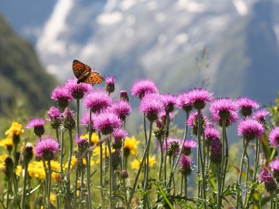 Blumenwiese Berchtesgaden