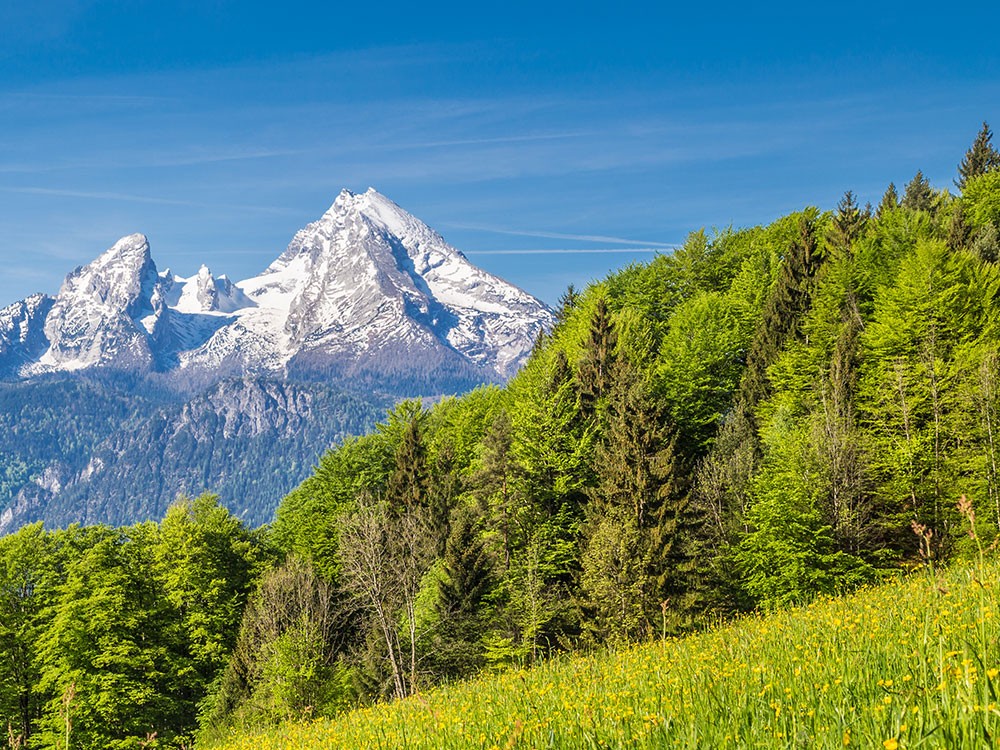 Watzmann - Berchtesgadener Land  im Frhsommer