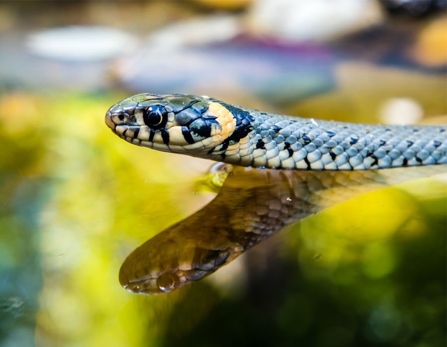 Ringelnatter im Nationalpark