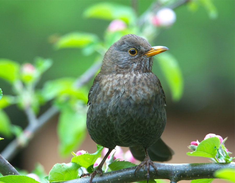 weibliche Amsel im Nationalpark Berchtesgaden