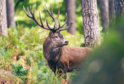 Der Alpennationalpark Berchtesgaden