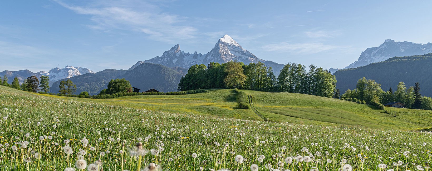 Bannerbild Watzmann mit Lwenzahn