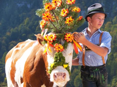 Almabtrieb am Knigssee