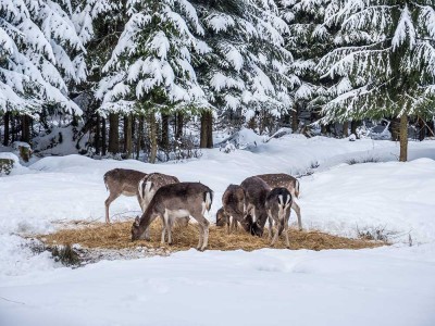 Wildftterung - Nationalpark Berchtesgaden