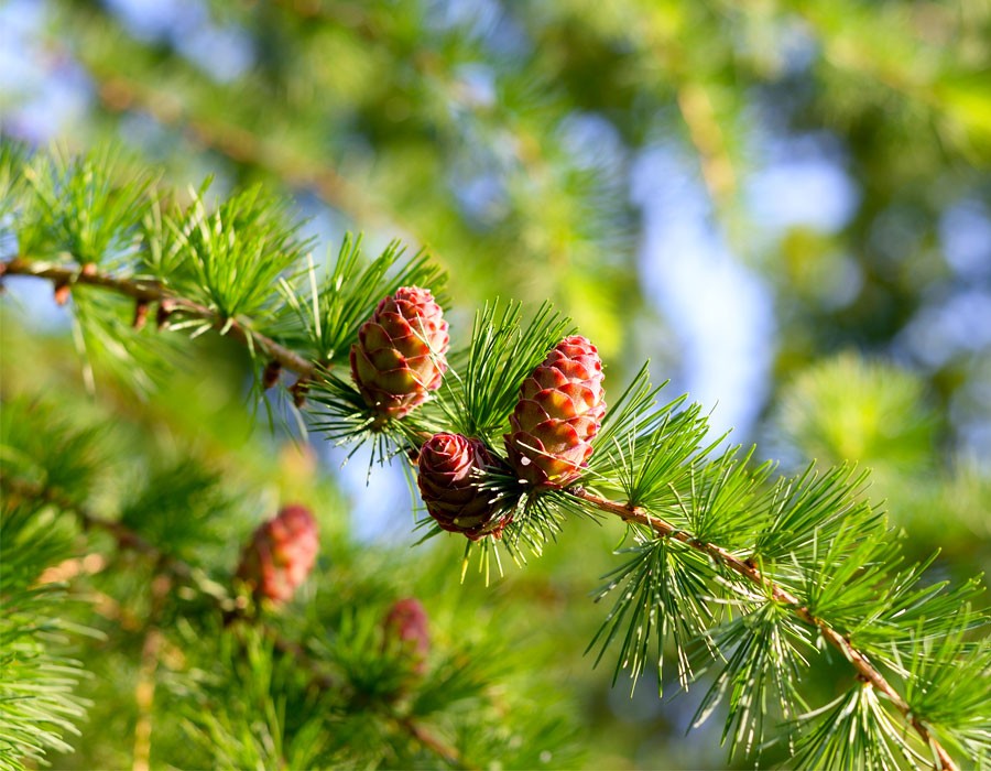 Lrche mit Zapfen im Alpennationalpark