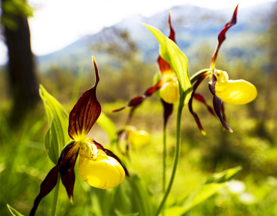 Frauenschuh Orchidee in freier Natur in Berchtesgaden