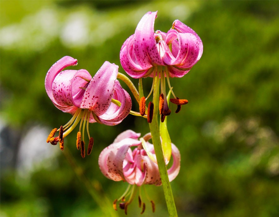 Trkenbund-Lilie im Nationalpark Berchtesgaden