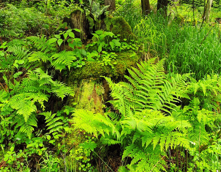 Gemeiner Wurmfarn in Berchtesgadener Wldern