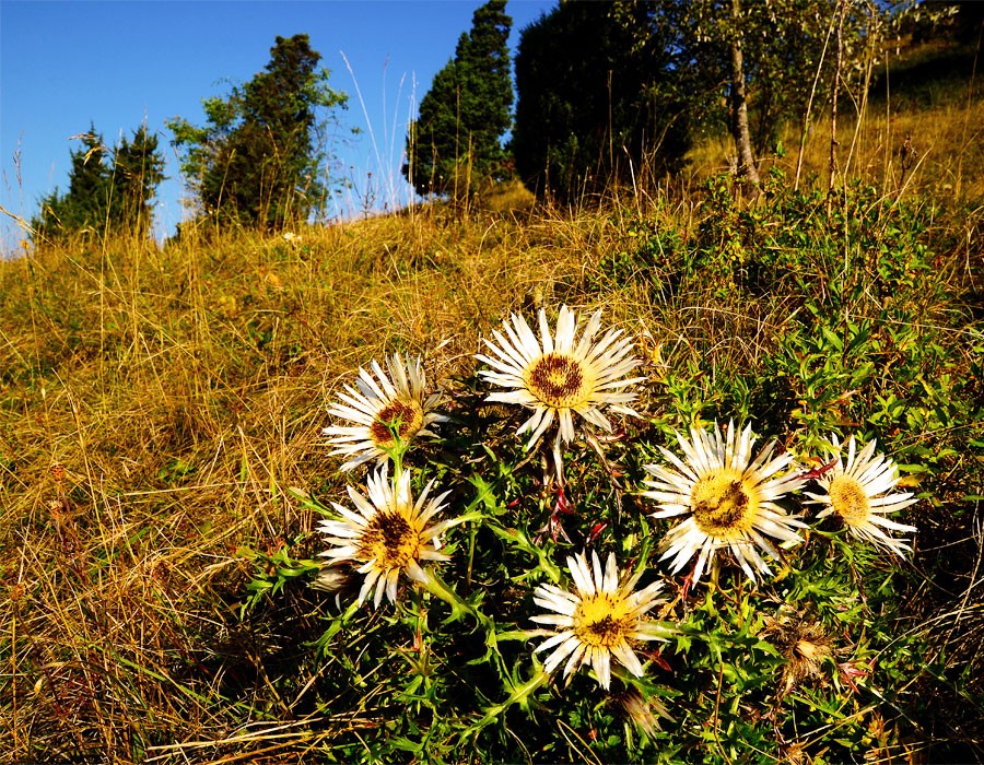 Silberdistel im Alpennationalpark Berchtesgaden